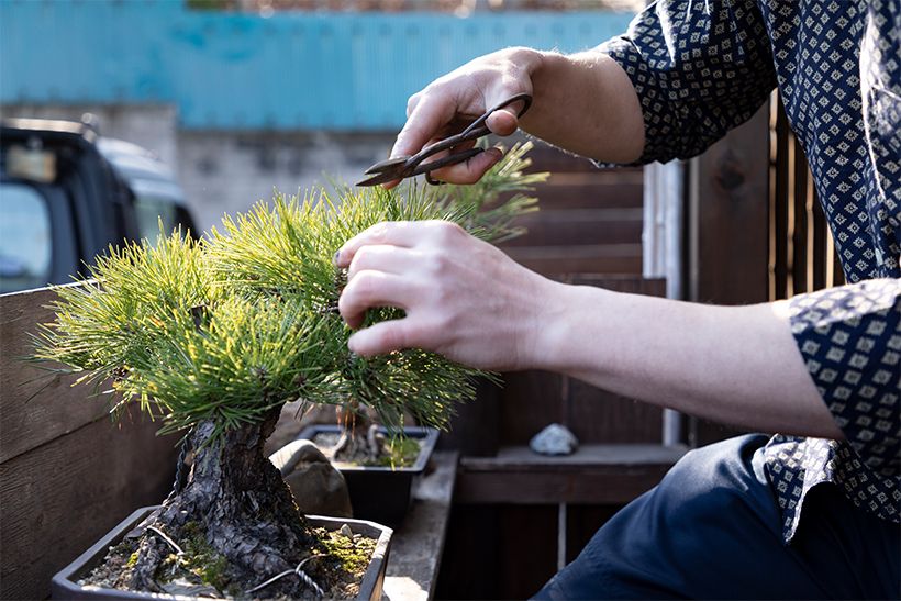 常緑の松も穀雨の潤いで瑞々しさを増して。