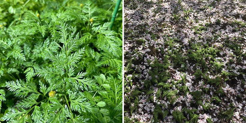 左・「草木の緑が潤うのを目にすると、清らかな気持ちになります」と、雨に濡れる福寿草に心惹かれた葉村雨さん。右・舞い落ちる桜にも心を寄せて。