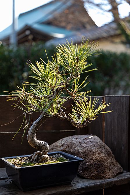 針金をかけて整えた村雨家の黒松。しなやかな枝ぶりが凜として美しい。