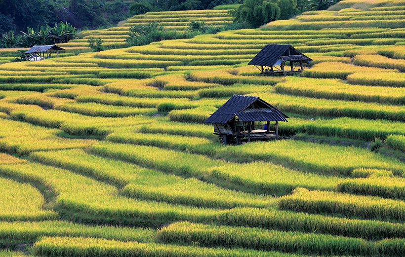 >黄金に色づいた稲穂が揺れるバンコンカンの棚田