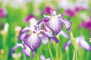 【季節の香りを聞く】志野袋「菖蒲」