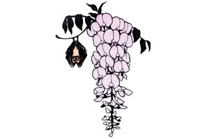 コウモリは誤解されている？ 動物行動学者がそう感じる理由とは