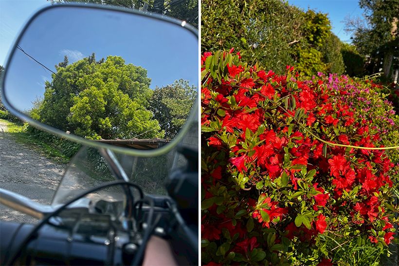左・「この時季はツーリングに最適な季節。風を受けながら新緑を眺めるのはとても気持ちがよいです」と村雨さん。ミラー越しに映った瑞々しい新緑を思わず撮影。右・庭の管理を任されているお寺の庭のツツジも咲きごろを迎えたそう。刈り込みではなくて透かし剪定に変えて自然な樹形に整えたとのことです。