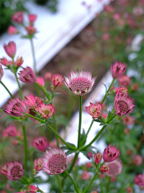 宮崎県宮崎市にある富永秀寿さんのハウス内で咲くアストランティア。茎がかたくしゃんとして、力強さを感じさせる。蕾や開きかけの花も美しい。富永さんはデルフィニウム、ダリアの生産にも力を注ぎ、クオリティの高い花を提供してくださいます。