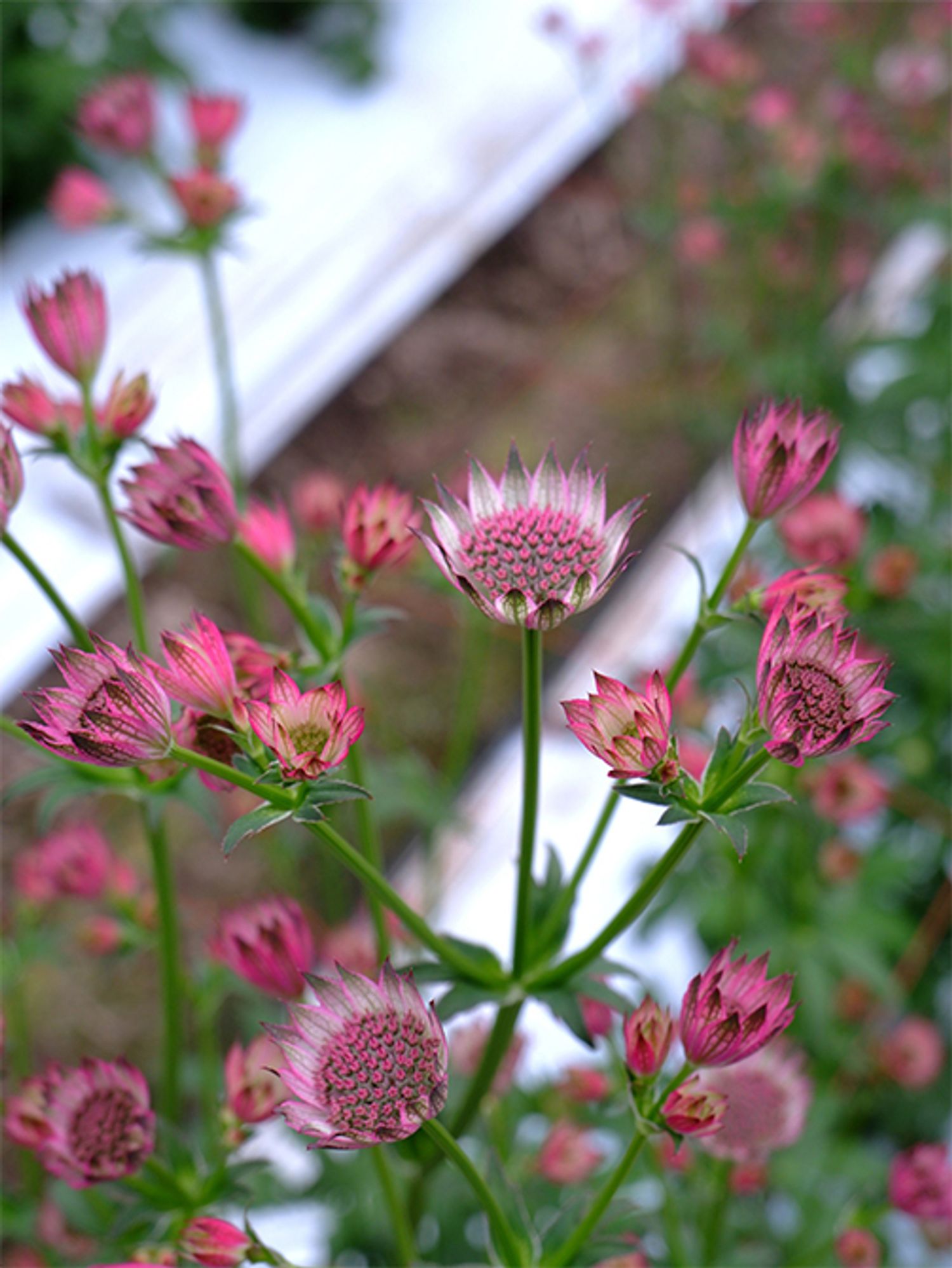 宮崎県宮崎市にある富永秀寿さんのハウス内で咲くアストランティア。茎がかたくしゃんとして、力強さを感じさせる。蕾や開きかけの花も美しい。富永さんはデルフィニウム、ダリアの生産にも力を注ぎ、クオリティの高い花を提供してくださいます。