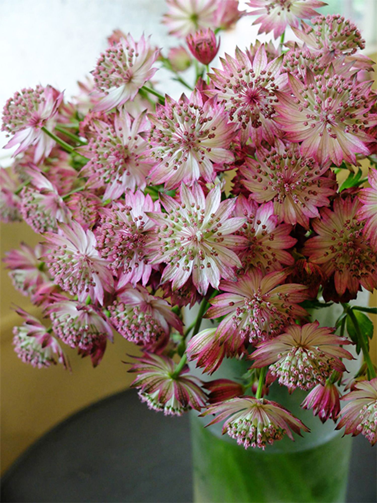 福岡県久留米市の「秋山花園」さんから届いたアストランティア‘ローマ’。弁先の濃いピンクがエレガントな印象です。アップで見ると飾りボタンのようなかわいらしさ！