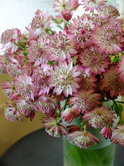 福岡県久留米市の「秋山花園」さんから届いたアストランティア‘ローマ’。弁先の濃いピンクがエレガントな印象です。アップで見ると飾りボタンのようなかわいらしさ！