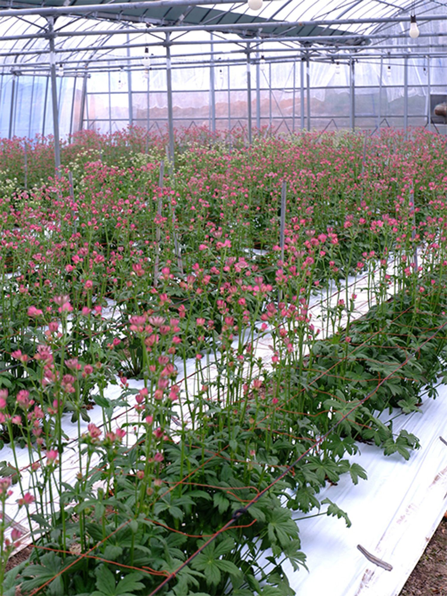 2月に訪ねたダイアナフラワーの富永秀寿さんのハウスでは、出荷を控えたアストニンティアがずらりと立ち並んでいました。地面から成長する勢いある姿に驚くと同時に、鮮度が高い状態で切り花として入手できることにあらためて感謝の気持ちでいっぱいになりました。