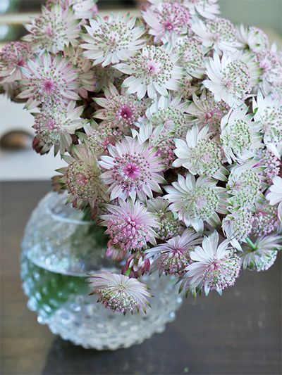 「JAみい」に所属する福岡県久留米市の「秋山花園」さん生産のアストランティア‘フローレンス’。ほんのりとのるピンクが絶妙の発色具合で美しく、お気に入りの品種です。