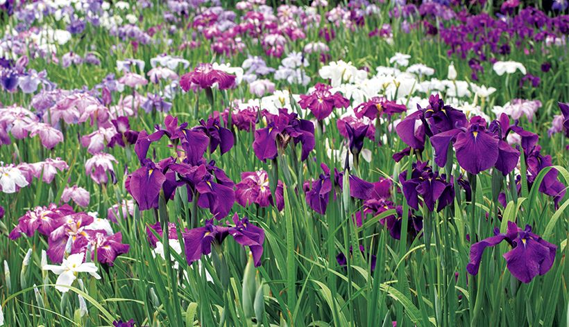 小石川植物園では、品種ごとにブロックを分けて管理し、隣同士は異なる品種を配置する。見頃は例年5月下旬～6月初旬。