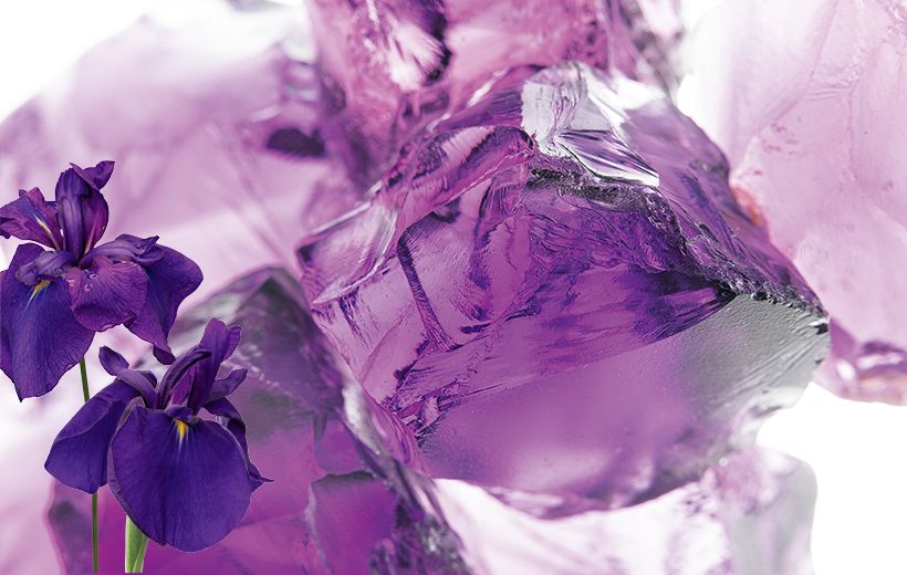 洋の東西を問わず、高貴な色とされてきた「紫」を共通項に持つアメシストと花菖蒲。江戸時代に誕生した「寛政」（下）の深い青紫の花弁は、最高品質のアメシストの色そのものだ。