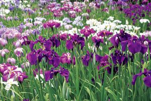 江戸花菖蒲が呼び覚ました「紫」の魅力【新連載・アメシストの神秘　紫の復権】