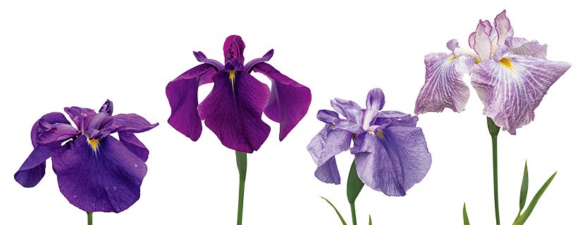 小石川植物園に咲き競う花菖蒲。右から、「朝日空」「煙夕空」「江戸紫」「寛政」。花弁に縮緬地と呼ばれる凹凸がある「朝日空」のみ伊勢系で、ほかの3種は江戸花菖蒲（江戸系）。