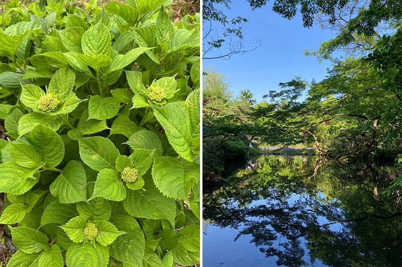 左・「アジサイの花芽が膨らんできて、生命力を感じます」と村雨さん。右・水鏡に映える青紅葉にも万緑の季節を感じ、思わずレンズを向けたそうです。