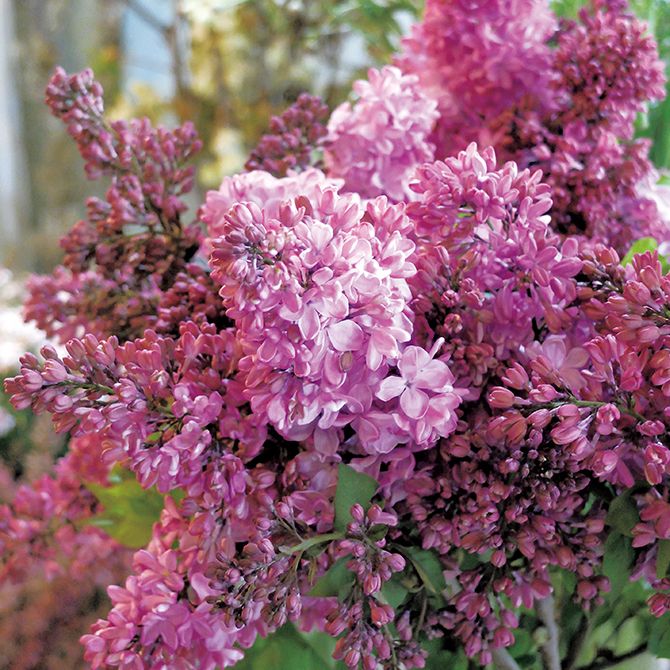 蕾の濃い赤紫は、花が開くにつれてピンクへ。赤紫のライラックはとてもエレガントな印象。