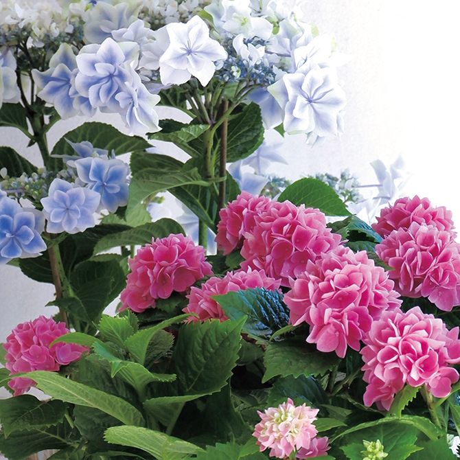 「島根県アジサイ研究会」が育種した鮮やかなピンクのアジサイ「茜雲」。鉢ものとして出回るが、小ぶりな花房が使いやすく、カットしてブーケやアレンジに利用。奥の淡いブルー系も同会のオリジナル品種「銀河」。