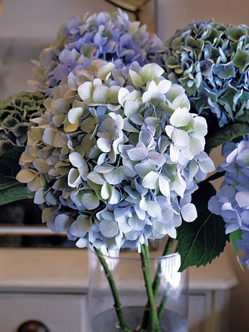 少し褪せた花色が落ち着いた雰囲気の「西安クラシックブルー」。