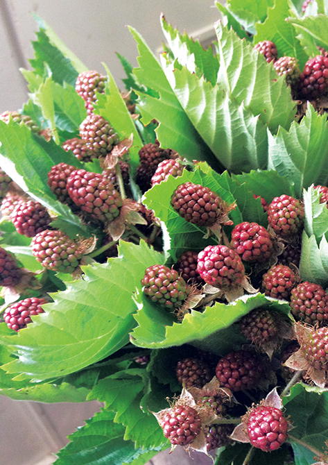 フレッシュ！ベリー畑で摘んだままをイメージした「バスケットアレンジ