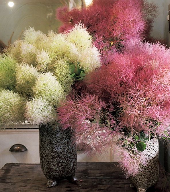 スモークツリーには白花と赤花があり、白花は白〜緑、赤花は濃淡のグラデーションがとても美しい。