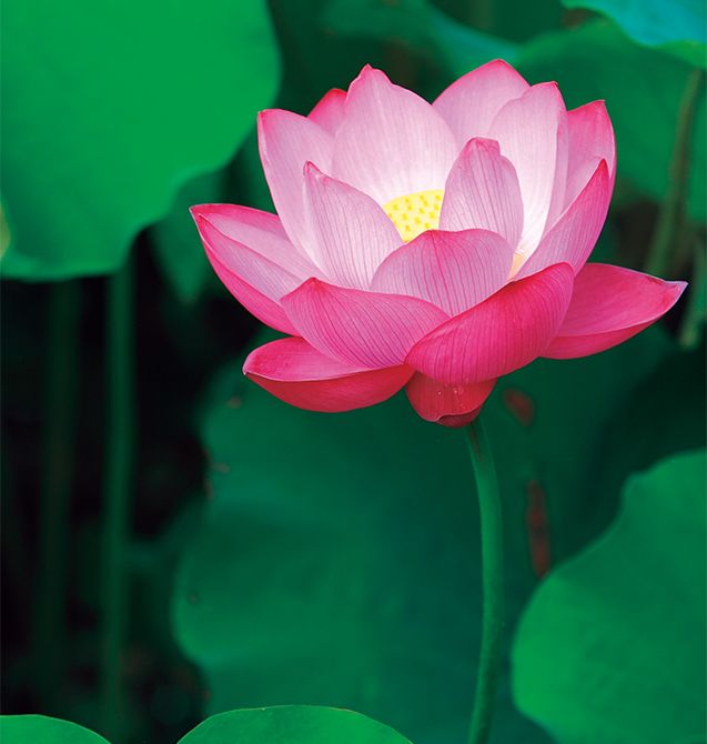 ©naname（Qlean Market）