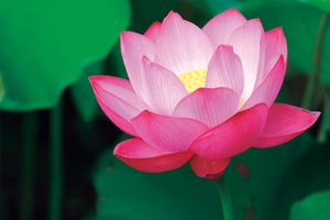 【季節の香りを聞く】志野袋「蓮」とは？