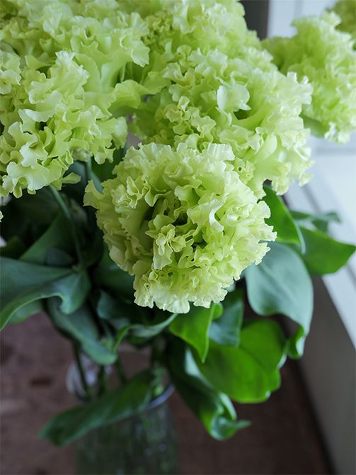 グリーン系のリシアンサスには珍しいやわらかな花色の‘NFソイグリーン’。ソイは大豆ですから、豆乳を混ぜたような緑色＝ミルクグリーンといった感じでしょうか。どんな花色とも相性がよく、ボリューム感もたっぷりで、とても使い勝手のよい花です。