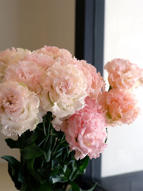 「ミヨシ株式会社」が育種した大輪丸弁フリンジ咲きの‘ノア シルキーピンク’。透明感があり、とてもやわらかなピンクに魅了されました。これは長崎県雲仙市の「栗林FLOWER」さんが栽培したもの。「栗林FLOWER」さんは、作り手の腕前が試されるリシアンサスの生産に魅力を感じ、リシアンサスをメインに栽培していらっしゃいます。