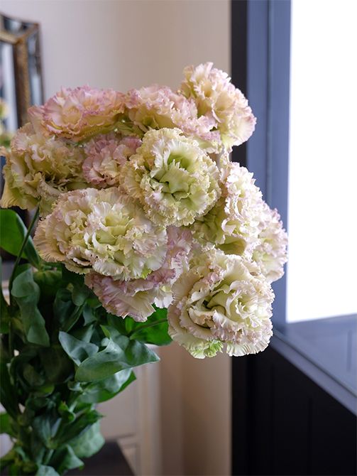 「ナカソネリシアンサス」からとても魅力的なくすみ系の‘NFケルプ’も登場。絶妙のくすみ具合は、例えればとろろ昆布色！これはなかなか見かけない花色です。