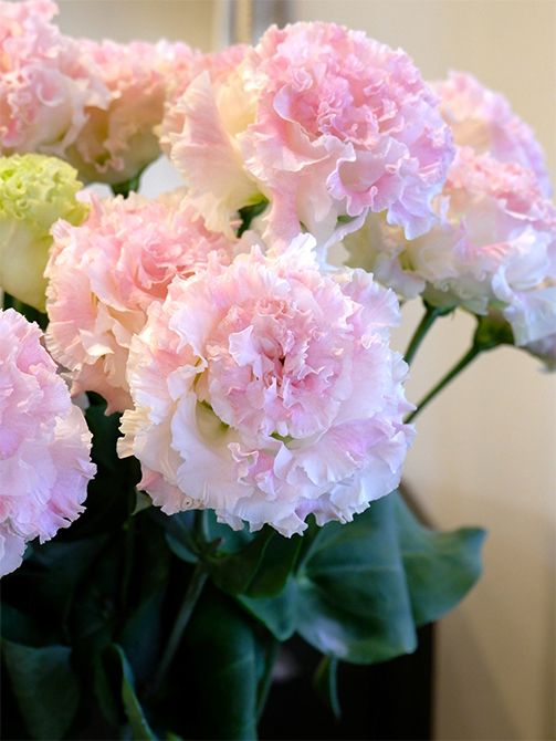 大輪八重咲き系のリシアンサスで人気のシリーズ‘ボヤージュ’にすてきな新色‘ボヤージュ ピンクシェイク’が登場。白地に淡いピンクがほんのりとのるチャーミングな花色です。これは北海道樺戸郡浦臼町にある花農家さんのグループ「花組曲」のメンバー、庄野裕嗣さんが作ったもので、「控えめに言っても最高!」と本人談。