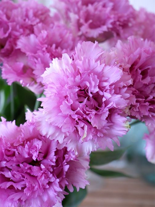 花の育種も手掛ける「住化農業資材株式会社」が育種した大輪八重フリンジ咲きの‘セレブスパーク ラベンダー’。ボリューム感がありながら、繊細なフリンジが軽やかで、透明感のある花色も魅力的です。