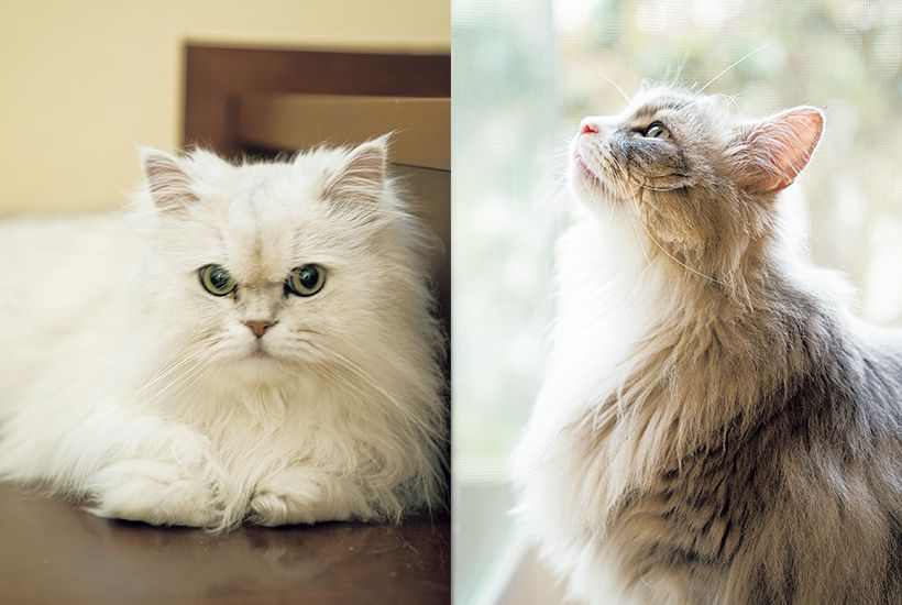 サイベリアンフォレストキャットのハク（5歳。右）とチンチラシルバーのマー君（4歳）。