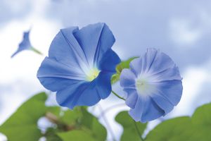 【季節の香りを聞く】志野袋「朝顔」を使う、源氏物語の句にちなんだ組香とは