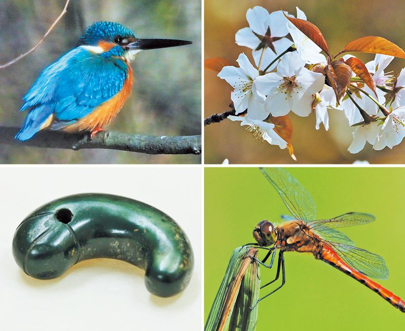 『古事記の博物図鑑』に登場する「花鳥風月」。そにどり（カワセミ）、勾玉（まがたま）、このはな（ヤマザクラ）、秋津（トンボ）。