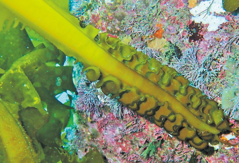 メカブがついたワカメ茎状部。