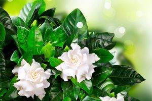 九星気学で占う2025年下半期の運勢。吉方位や吉運月などの「九星別」開運アドバイス