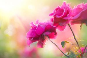 運気を上げる“手土産”はこれ！九星気学で占う2025年下半期の「社交・人脈・恋愛運」