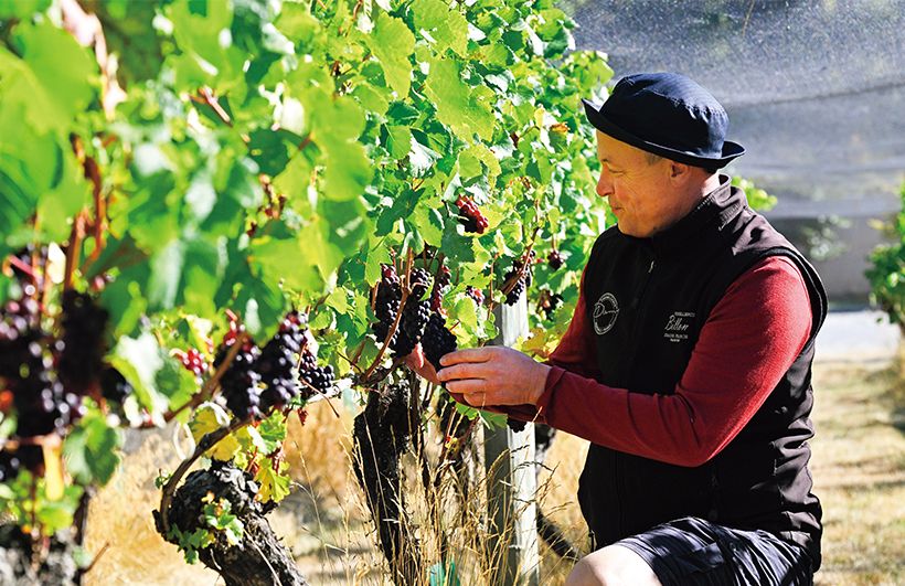 「ホーム・ブロック」をチェックするワイン製造責任者クリストファー・キースさん。