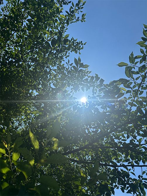 7月を迎えて急に陽射しの強さを感じ、「木漏れ日さえも、いつもより眩しく感じます」と村雨さん。木陰から思わずレンズを向けました。