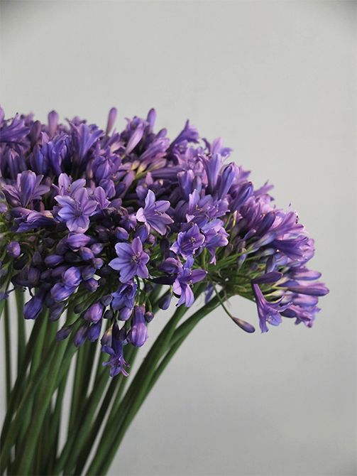 よく利用する青花のアガパンサス‘ゼラトーマス’は、花色が魅力的なだけでなく、アガパンサスの中でもとくに耐寒性に優れるという特徴があり、冷涼地での栽培に向く品種だそうです。小型品種なので華奢な雰囲気も気に入っています。