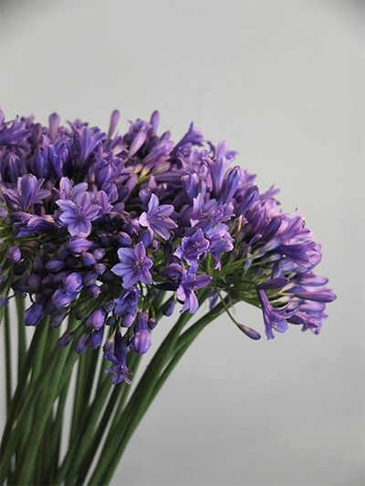 よく利用する青花のアガパンサス‘ゼラトーマス’は、花色が魅力的なだけでなく、アガパンサスの中でもとくに耐寒性に優れるという特徴があり、冷涼地での栽培に向く品種だそうです。小型品種なので華奢な雰囲気も気に入っています。