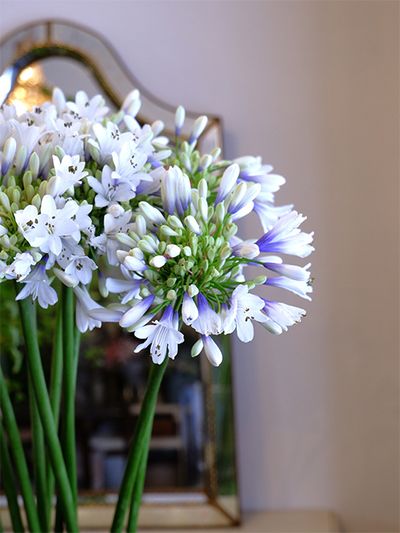 ‘ツイスター’はバイカラーと呼ばれる2色使いの品種で、花弁の先から根元にかけて濃いブルーに色付きます。そのグラデーションが涼やかさをさらに感じさせ、見ているだけで爽やかな気持ちになります。