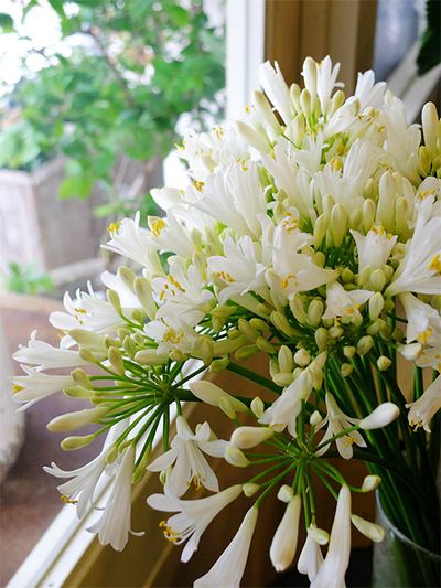 アガパンサス‘ジューンブライド’は、シルクのウエディングドレスを連想させる気品ある白花です。花柄の明るい緑色が軽やかな印象。