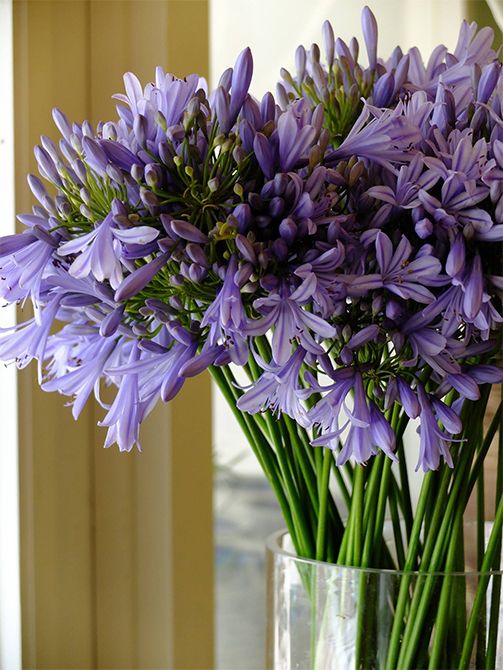 うす紫の花弁の中心に濃い青紫の筋が入るアガパンサス‘オリンピックスカイブルー’。暑さが厳しくなる時期にうれしい涼やかな花色です。花がたくさんつく性質で、密度のある花房が楽しめます。スマートな蕾の美しさにもご注目を。