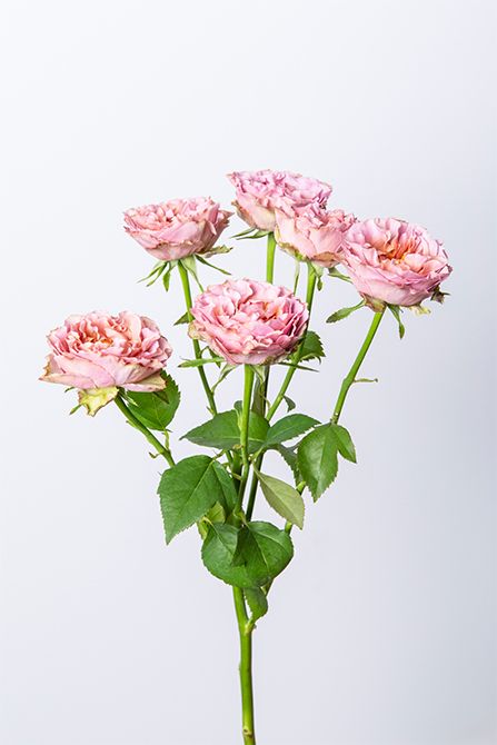 バラ‘ブルームスラプラージュ’。スプレーバラで、花弁に入るウエーブがとてもきれい。大人っぽいくすみピンクも魅力的です。