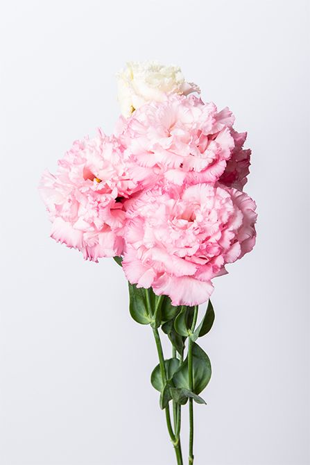 リシアンサス’セレブ２型 ピンクVer.２’ 。グラデーションが美しく、花弁の縁のフリルがしっかり出る品種です。