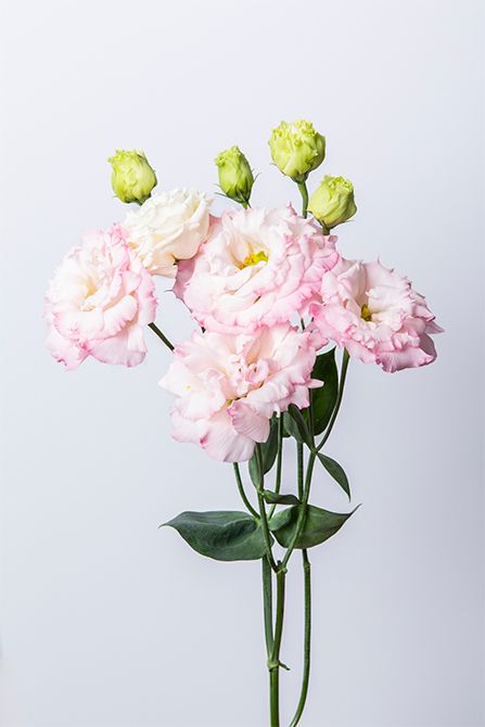 リシアンサス‘セレブ サクラピンク’。上品で甘すぎないサクラ色が魅力的。茎がかためでしっかりしています。