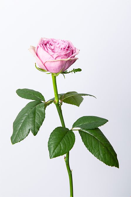 バラ‘ブルーミルフィーユ’。ミルフィーユの名前どおり、幾重にも重なる花弁が優雅な雰囲気。アンティーク感のあるくすみピンクも美しい。