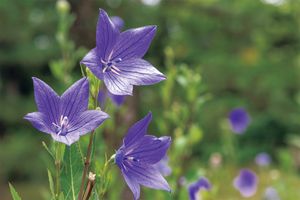 8月の志野結びは「桔梗」。“篝火香（かがりびこう）”の聞き方を学びます