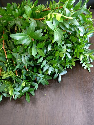 新顔のリーフプランツ、ピスタチオリーブス。かための小さな葉が密につくので、ブーケに加えると形が安定します。深い緑色の葉色もきれい。長さが40〜60cmあるので、さまざまな使い方ができます。