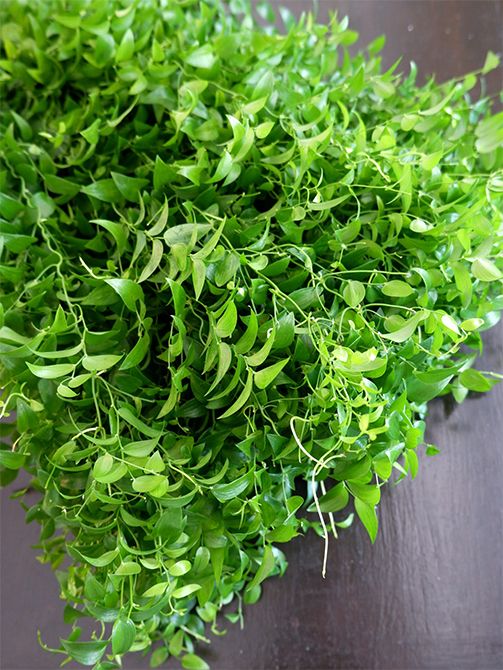 「南原農園」さんでは切り花では定番のつる性リーフプランツ、スマイラックスも1年中提供されています。つる性のリーフプランツの中でも、とくに長さがあるのが特長で、枝垂れさせるほか、つるがやわらかいのでぐるぐると巻いてボリューム感を出す使い方もできます。150cmくらいと60cmくらいと、2種類の長さで出荷してくださるので、使い分けができて助かります。